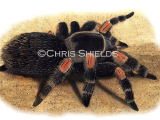 Red-Kneed Tarantula (Brachypelma smithii) OS0069