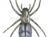 Sac Spider (Clubiona comta) SP0123