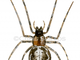 Silver-sided Sector Spider (Zygiella x-notata) OS0071