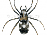 Spider (Phrurolithus festivus) SP0044