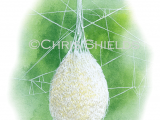 Spider Egg Sac (Mata menardi) SP0079