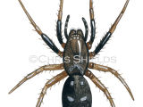 Spider (phaeocedus braccatus) SP0122