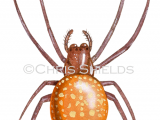 Strawberry Spider (Araneus alsine) SP0084