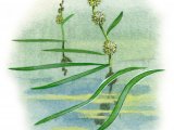 Unbranched Burr-reed (Sparganium emersum) BT0120