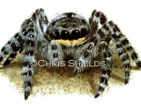 Wolf Spider (Lycosidae spp.) SP0109