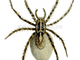 Wolf Spider (Pardosa saltans) SP0111