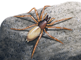 Woodlouse Spider (Dysdera crocata) SP0113