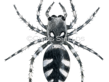 Zebra Spider (Salticus scenicus) SP0117